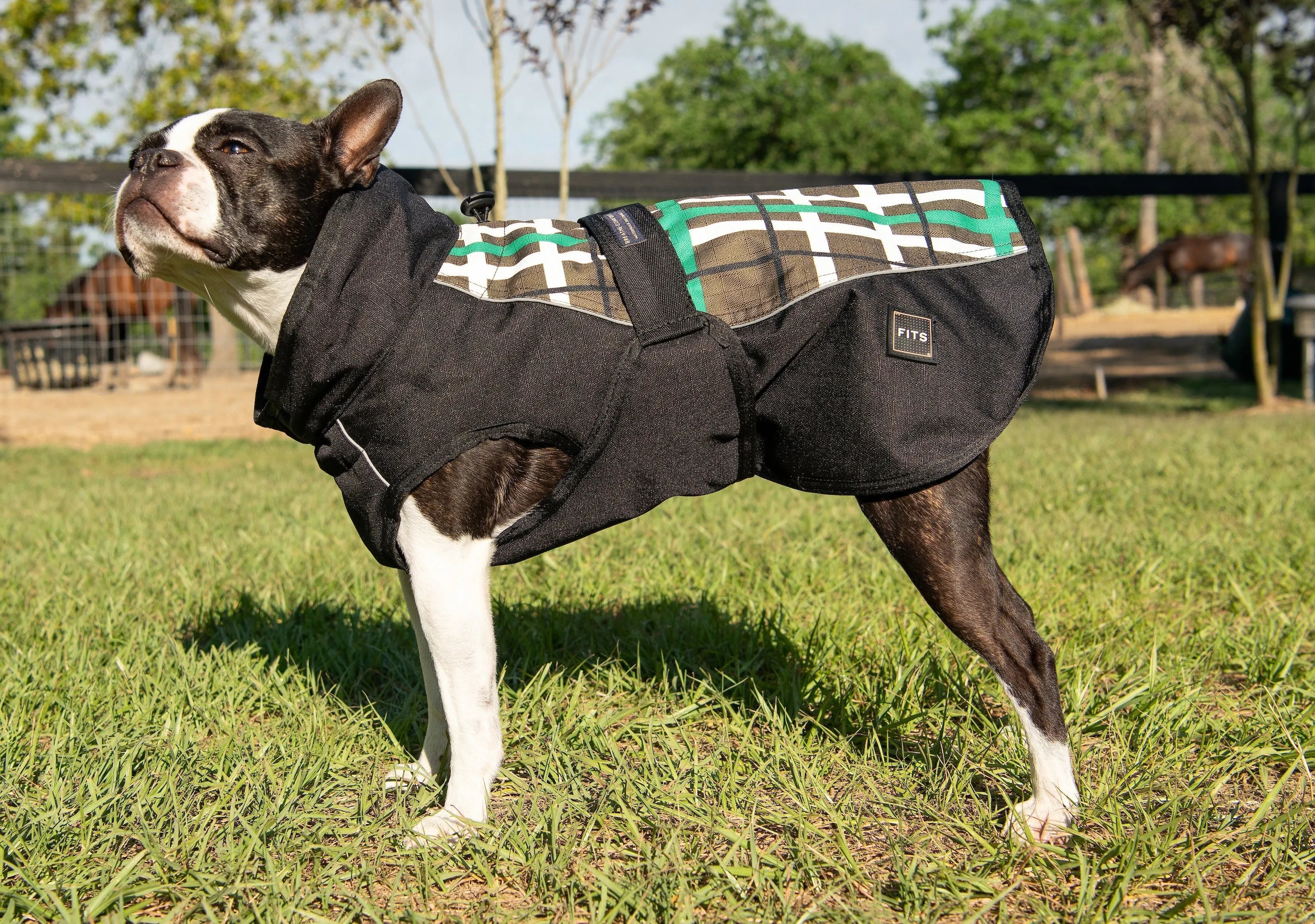 All Weather Dog Coat