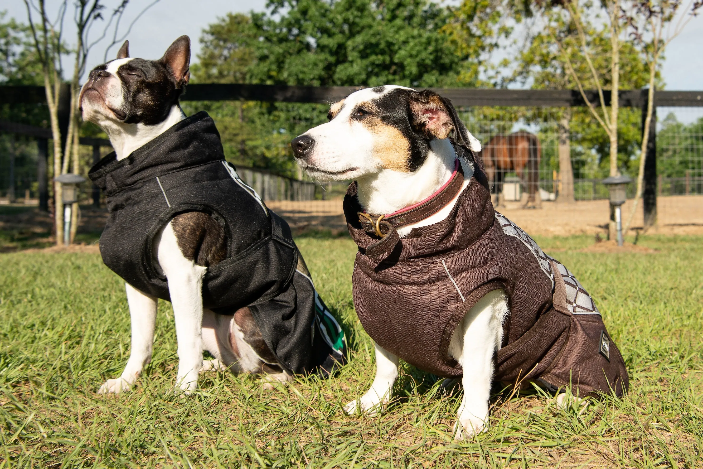 All Weather Dog Coat